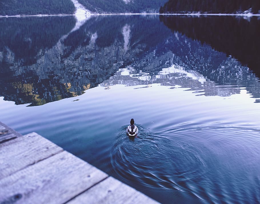 duck, swimming, lake, calm, still, water, river, dock, wood, pier