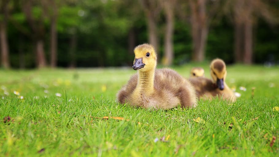 brown, duck, sitting, green, grass, young duck, bird, animal, nature, ducky