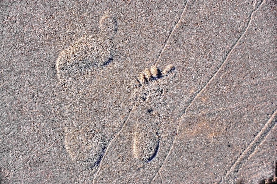 Foot, Step, Sand, Sea, foot step, sand, sea, animal track, animal wildlife, animals in the wild, paw print