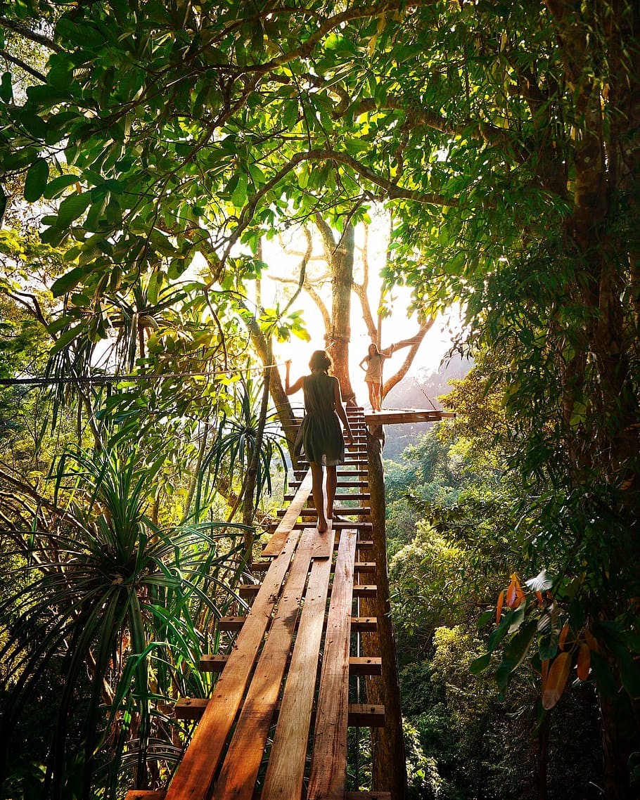 persona, para caminar, de madera, puente, aventuras, chicas, verde, selva, ligero, árbol