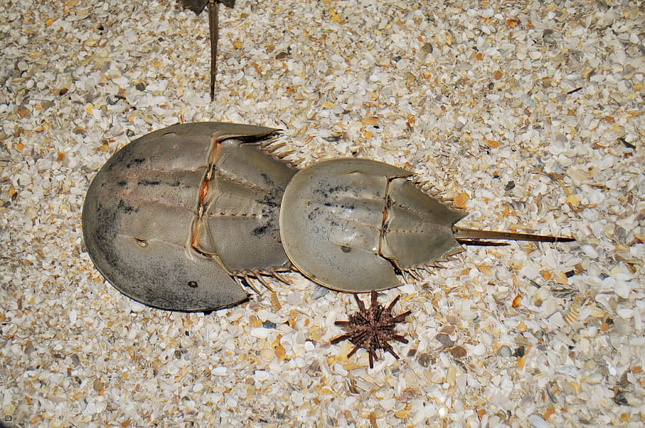 horseshoe crab, the moluccas crab, sand, sea, crab, beach, marine arthropods, limulidae, horseshoe crab sea, aquarium