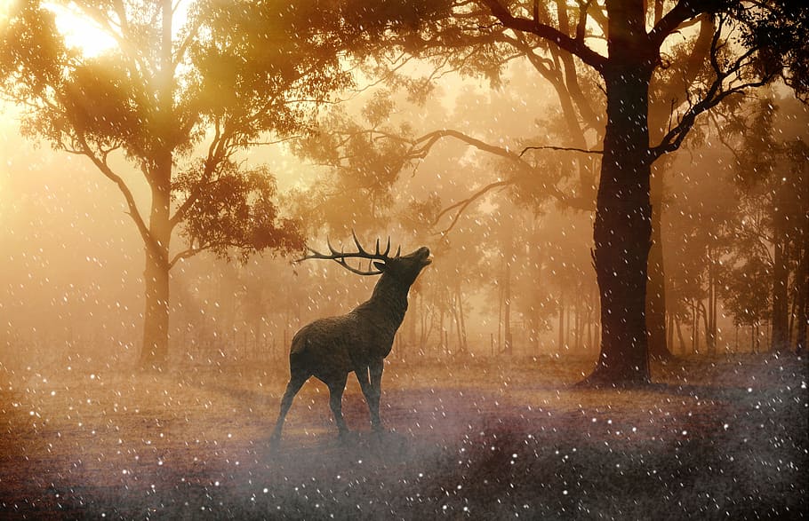 brown buck deer, hirsch, liar, tanduk, alam, hutan, padang rumput, penerangan, kepingan salju, tema hewan