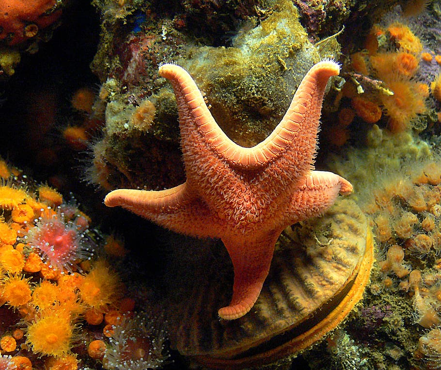 Estrella, Pez, Acuario de Monterey, estrella de mar amarilla, animales en la naturaleza, fauna animal, temas de animales, animal, vida marina, mar