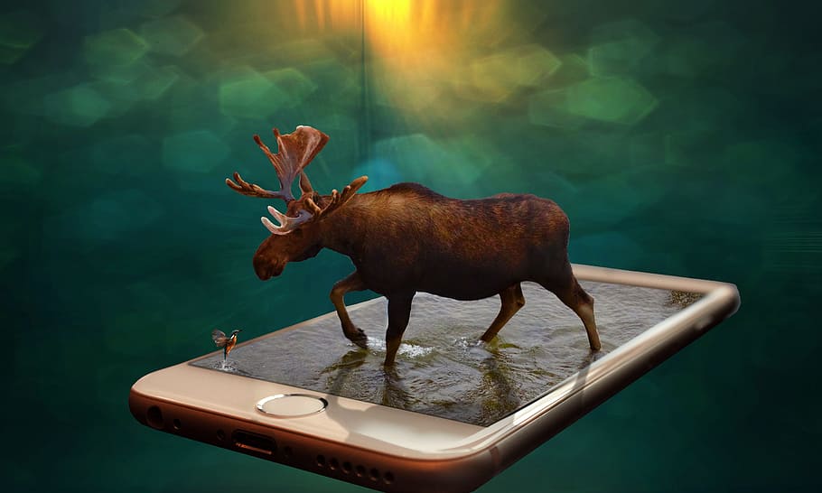 black moose, momentum, nature, water, phone, iphone, 3dmanipulation, apple, animal, animal themes