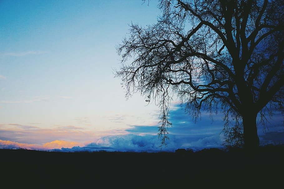 black, leafless tree, blue, sky, tree, shadow, horizon, clouds, dark, sunset