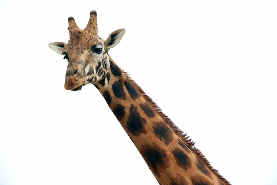 closeup, giraffe, animal, africa, mammal, wildlife, nature, safari Animals, one animal, animal themes