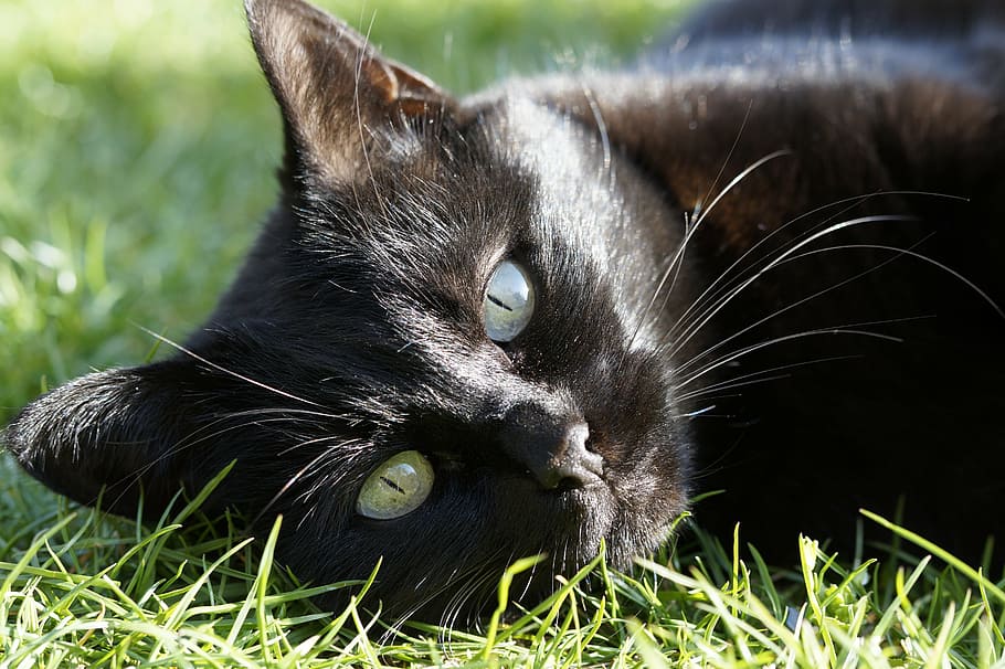 bombay cat, lying, green, grass, cat, pet, adidas, portrait, black, face