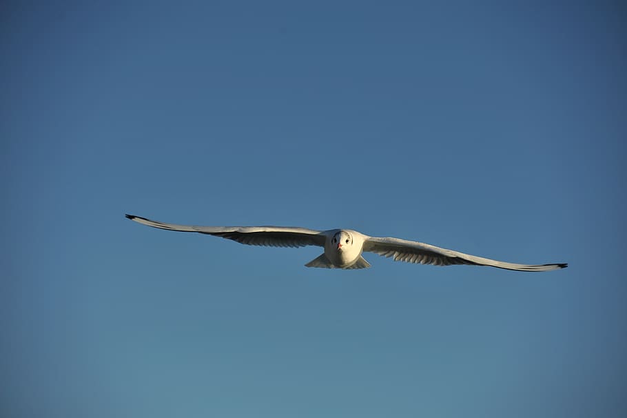 seagull, sky, lake, summer, open, fly, flight, bird, dom, blue