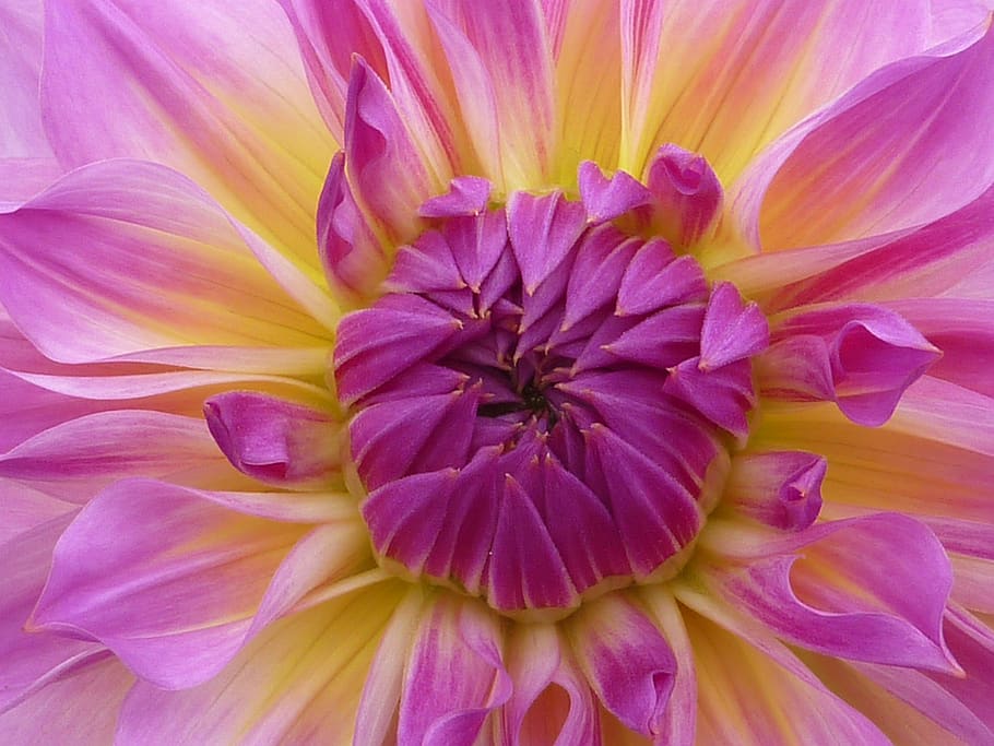 flower, dahlia, pink, petal, beauty in nature, freshness, flowering plant, close-up, plant, fragility