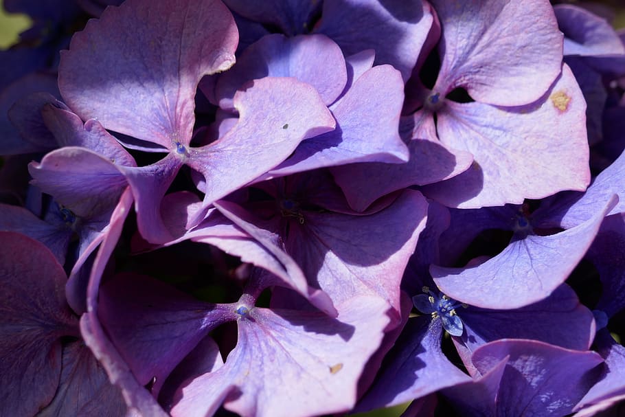 hortensia, púrpura, macro, floración, naturaleza, flor de hortensia, flora, cerrar, jardín, Flor