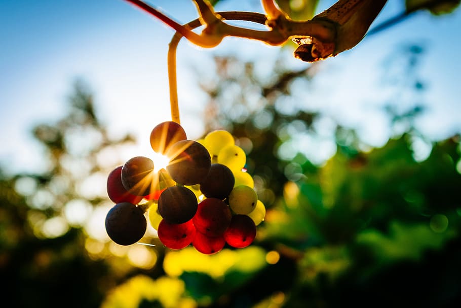 vineyard, sunset, Grapes, food/Drink, food, fruit, healthy, wine, nature, outdoors