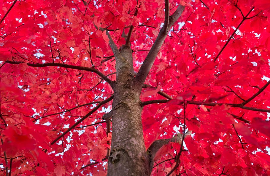 赤い葉の木, 赤, 木, もみじ, 秋, 紅葉, トランク, 装飾, 自然, 枝