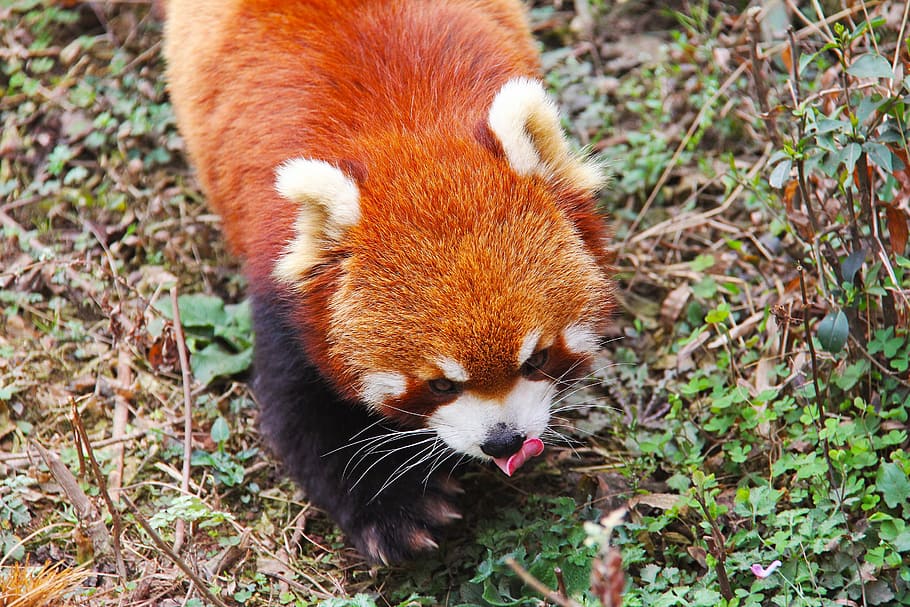 brown land animal, loveable, red pandas, sichuan, black and white, adorable, national animal, panda, research base, animal