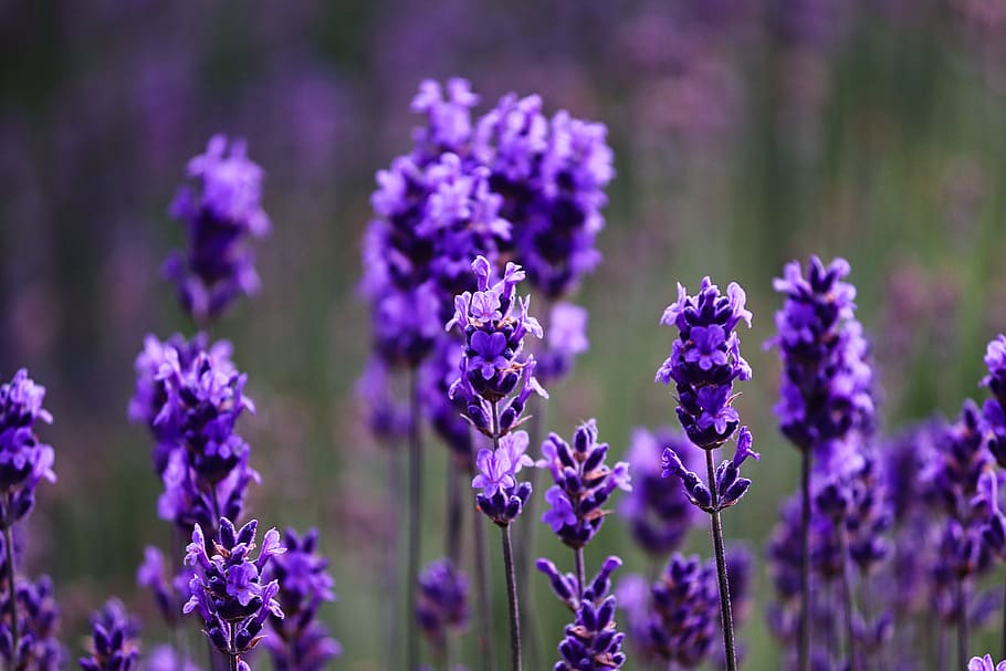lavanda, púrpura, violeta, flores de lavanda, flor, naturaleza, verano, fragancia, planta, cerrar