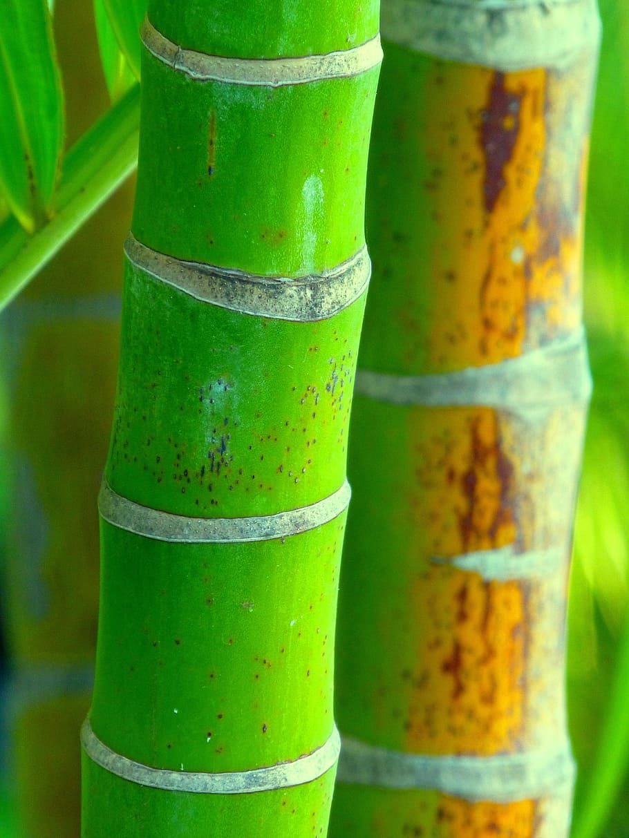 bambu, alam, cina, warna hijau, fokus pada latar depan, close-up, tidak ada orang, tanaman, bambu - tanaman, hari