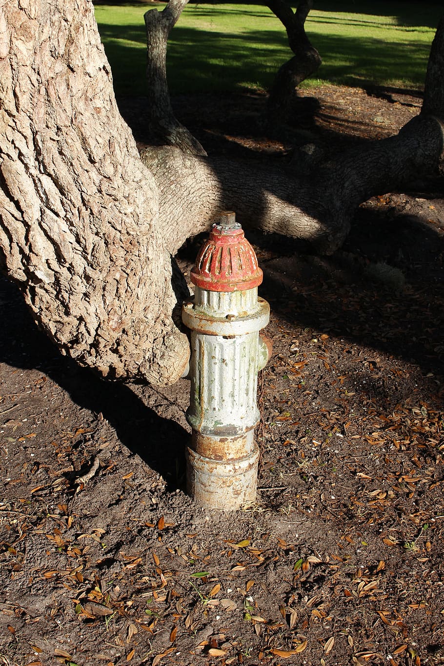 Fire Plug, Tree, Old, Fire, Plug, rusty, fire, plug, water, nature, hydrant