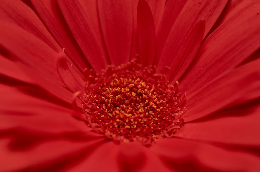 red, flower, macro, close up, nature, outdoors, garden, fresh, petals, pollen
