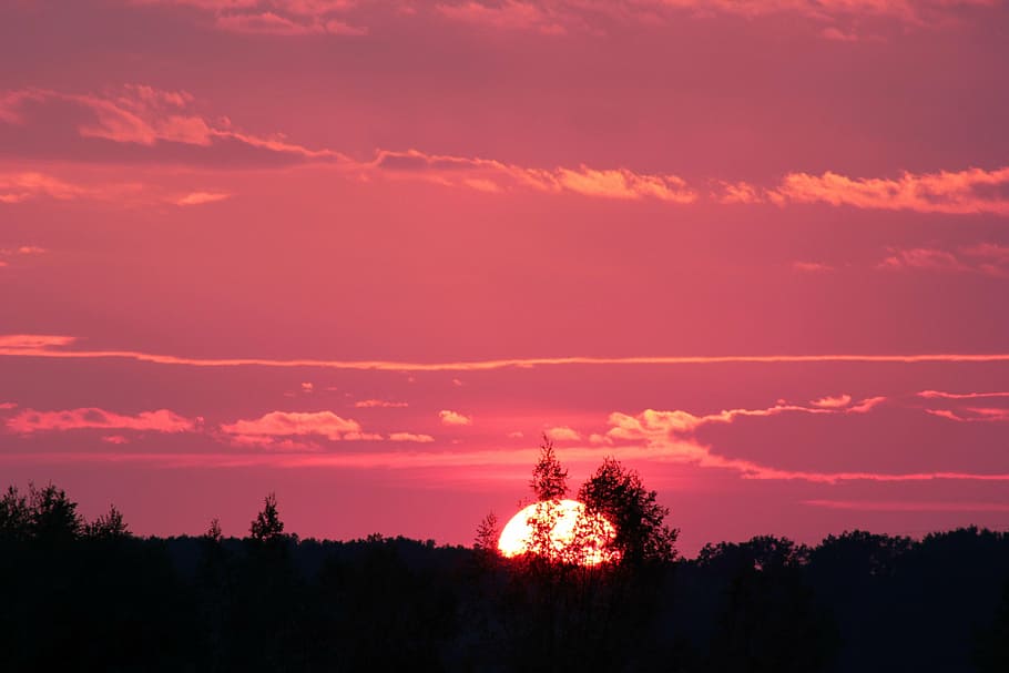 silhouette trees, golden, hour, pink sunset, evening, nature, sky, sunset, tree, silhouette