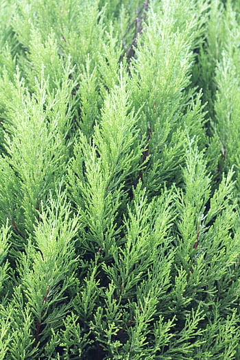 green-thuja-conifer-branches-twigs-evergreen-royalty-free-thumbnail.jpg