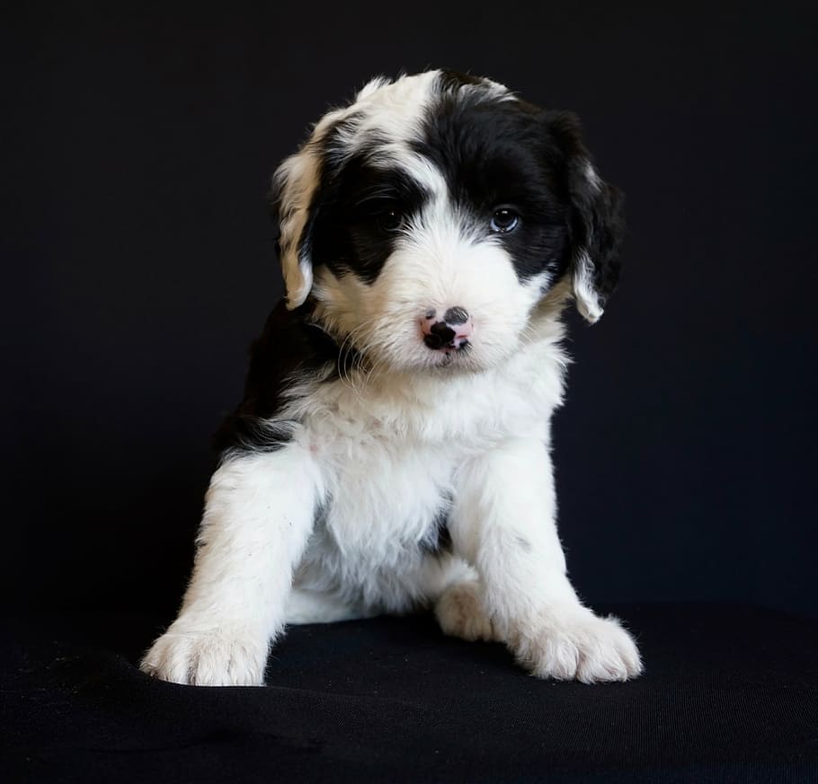 negro, blanco, cachorro de border collie, cachorro, perro pastor, lindo, mascota, canino, perrito, animal