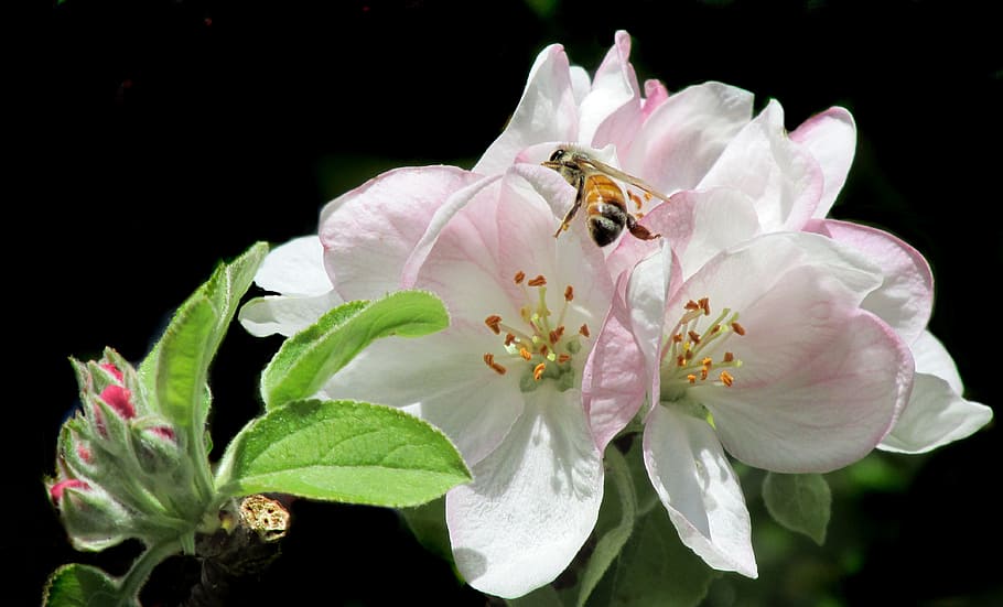 lebah, di pohon apel, mekar, bunga, tanaman berbunga, invertebrata, hewan margasatwa, hewan, serangga, tema hewan
