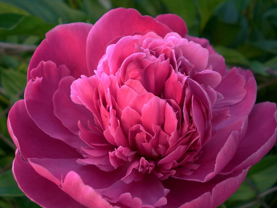 closeup, photography, pink, peony flower, peony, flower, flora, blossom, bloom, ornamental plant