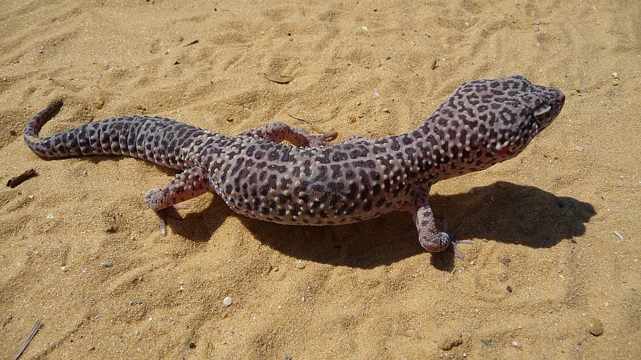 Leopard Gecko, Lizard, Wild, Reptile, sand, ground dwelling, outdoors, nature, wildlife, coldblooded