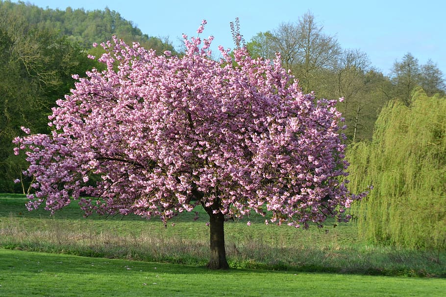 cereza, flor, pintura de árbol, flor de cerezo, pintura, árbol, naturaleza, paisaje, flores, magnolia