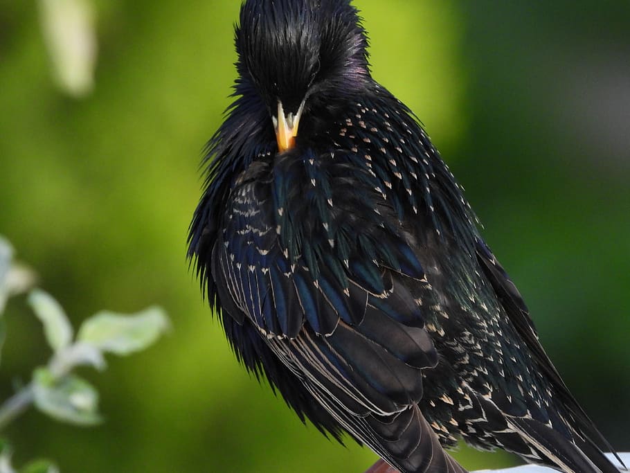 starling, bird, nature, animals, black, plumage, spring, glossy-starling, garden, beak