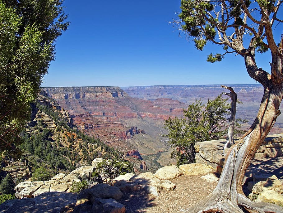 grand canyon, arizona, usa, tourist attraction, landscape, scenery, tree, plant, scenics - nature, nature