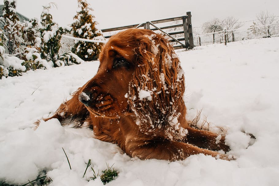 brown, dog, snow, winter, cold, weather, tree, cold temperature, mammal, one animal