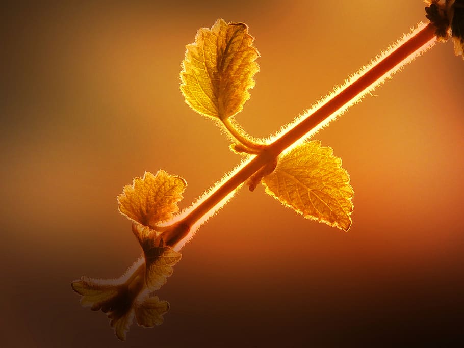 branch, plant, young drove, lighting, blackberry, nature, beauty in nature, close-up, colored background, vulnerability
