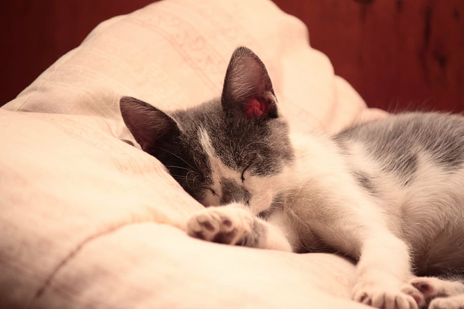 black, white, kitten, sleeping, cat, feline, cats, siamese, cat wood, sleep