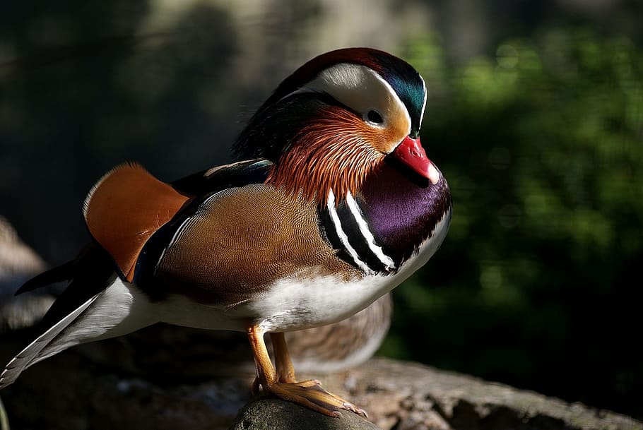 close-up mandarin duck, rock formation, carolina wood duck, male, bird, nature, wildlife, portrait, colorful, rock