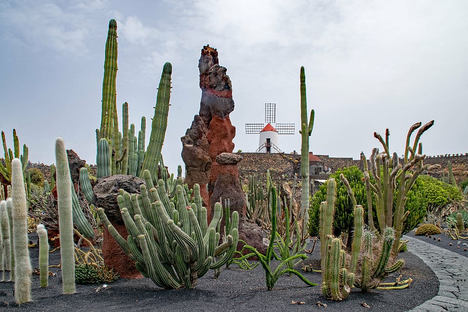 jardin de cactus, cactus, lanzarote, spain, africa attractions, guatiza, windmill, lava, rock, nature