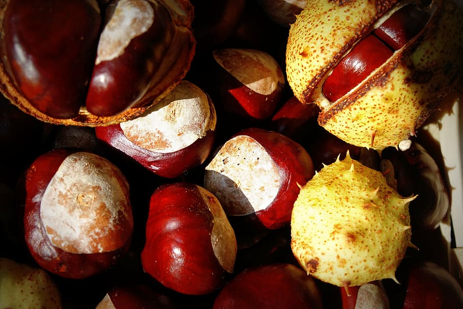 chestnut, autumn, trees, fruits, buckeye, nature, fruit, chestnut tree, shiny, shell