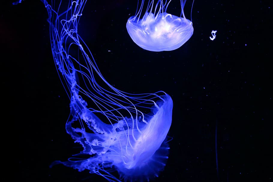 medusa azul, medusa, animal, acuario, acuático, fondo, hermosa, negro, azul, criatura