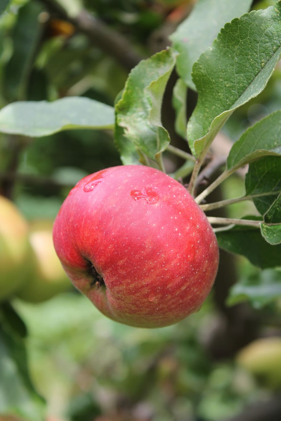 Manzana, árbol, verano, rojo, comida y bebida, agricultura, alimentación saludable, frescura, Fruta, comida
