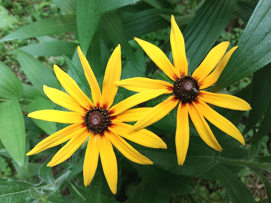 rudbeckia, the two clusters, june, flowering plant, flower, yellow, plant, fragility, growth, flower head