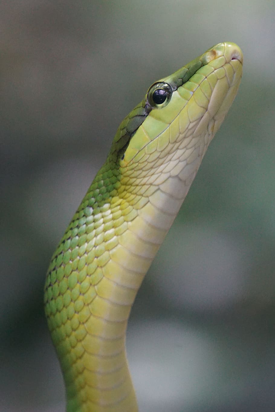 Serpiente, no tóxica, serpiente puntiaguda, verde, serpientes, reptil, cabeza, serpiente de árbol, escala, terrario