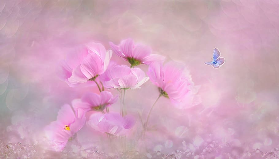 merah muda, lukisan bunga kosmos, bunga, alam, tanaman, warna, latar belakang, musim panas, pastellfarben, taman