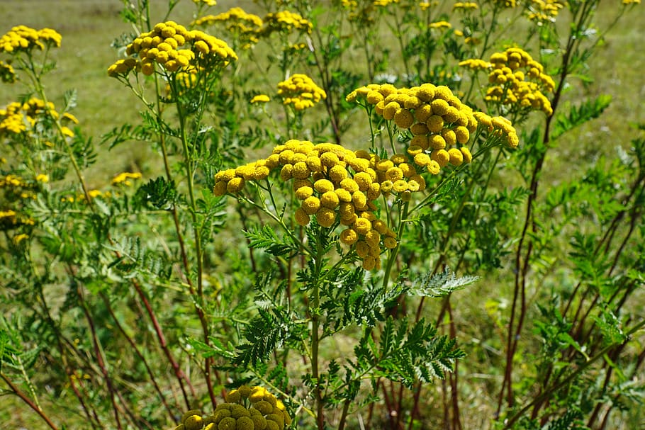 tansy, flower, yellow, nature, green, plant, field, spring, fragrance, aroma