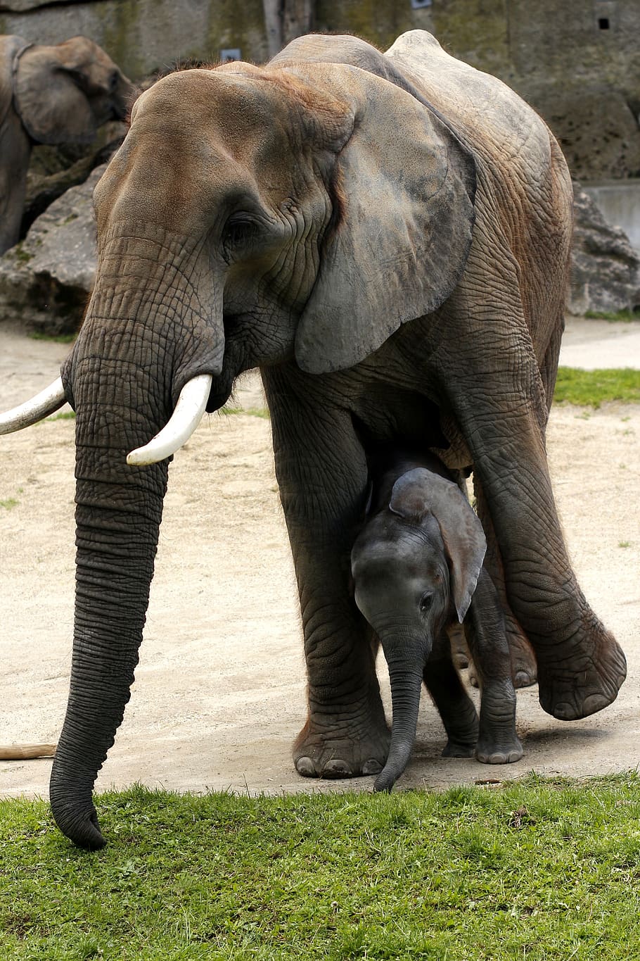 african bush elephant, mother with young, tiergarten schönbrunn, zoo, elephant, animal themes, mammal, animal, animal wildlife, animals in the wild