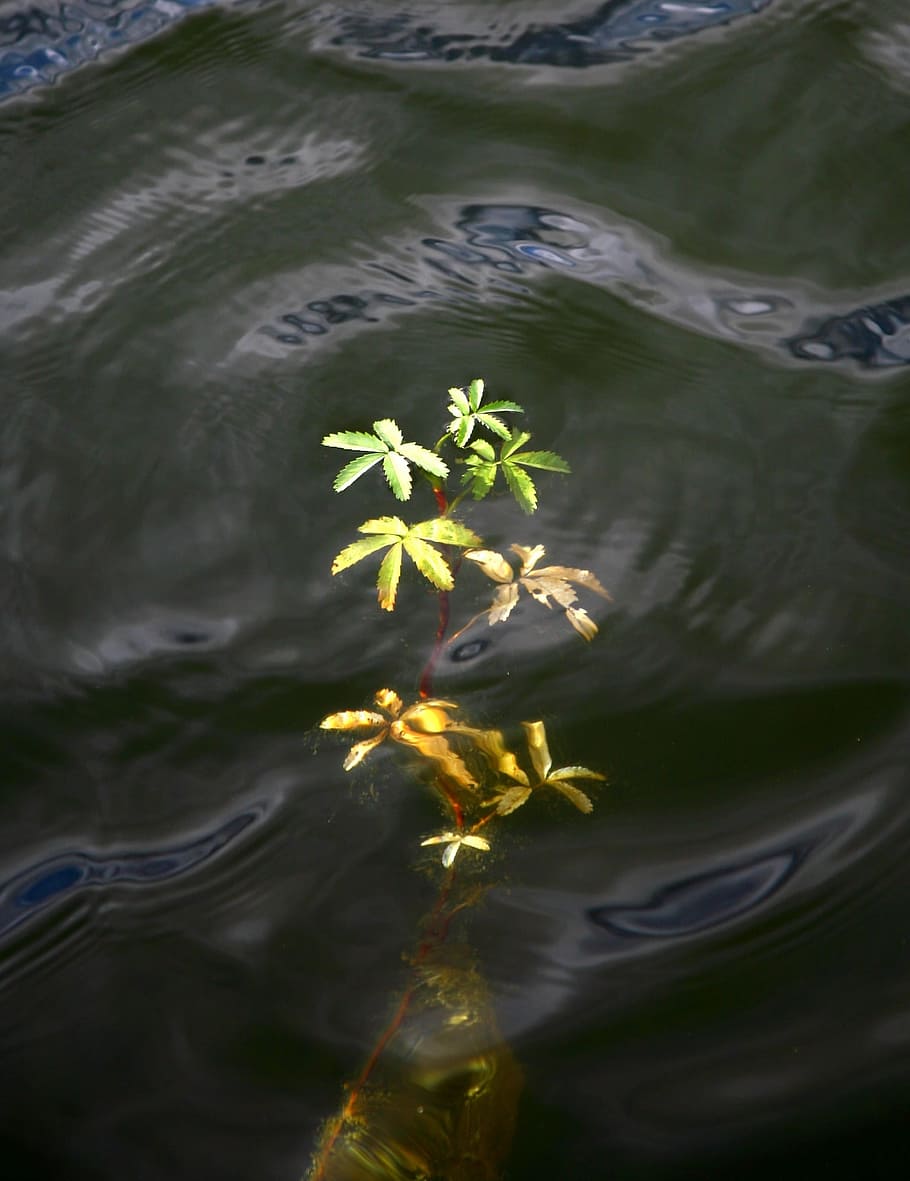 autumn foliage, weed, water plant, water, floating leaves, body of water, autumn, lake, plant, flower