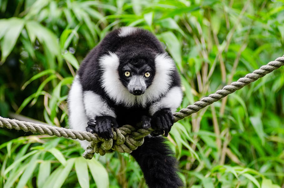 Black, white, Ruffed Lemur, black and white lemur, animal themes, animal, animals in the wild, animal wildlife, one animal, lemur