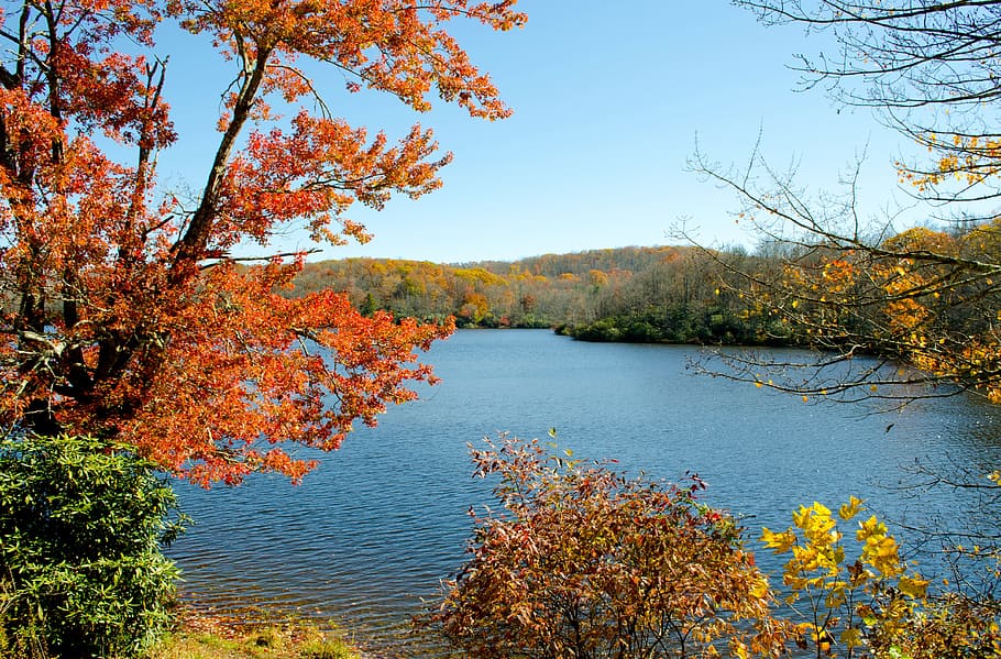 julian price lake, mountain lake, autumn, fall foliage, colorful, appalachian mountains, parkway, tree, plant, beauty in nature