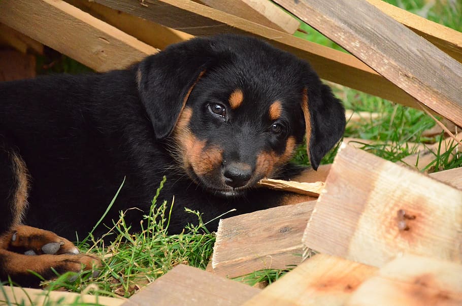 black, tan, rottweiler puppy, lying, grass, dog, puppy, animal, snout, doggy