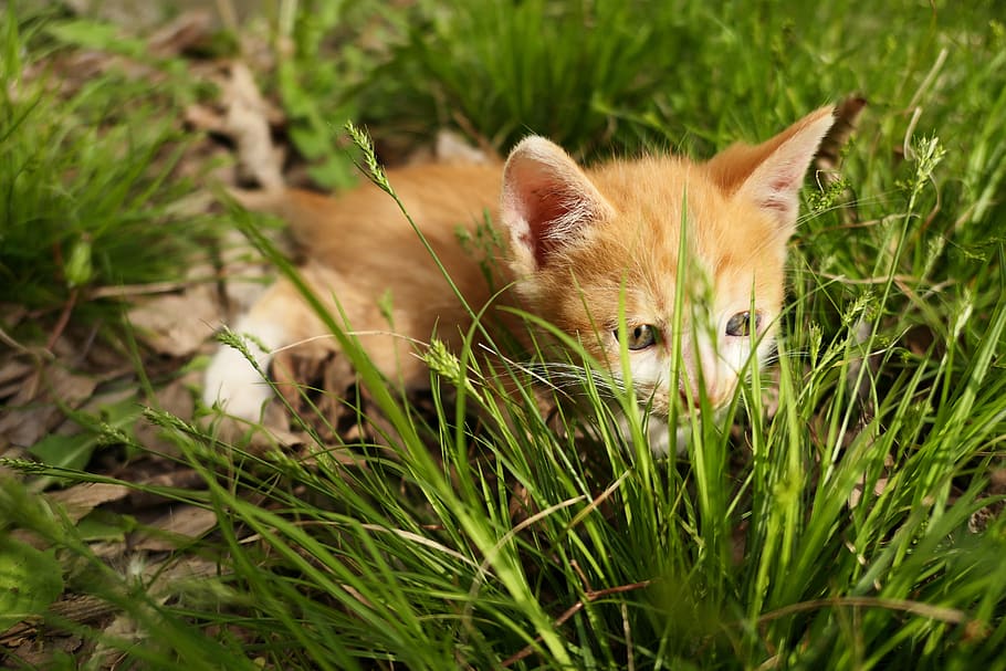 anak kucing, mengintip, kecil, imut, rumput, menanam, hewan, tema hewan, binatang menyusui, satu binatang