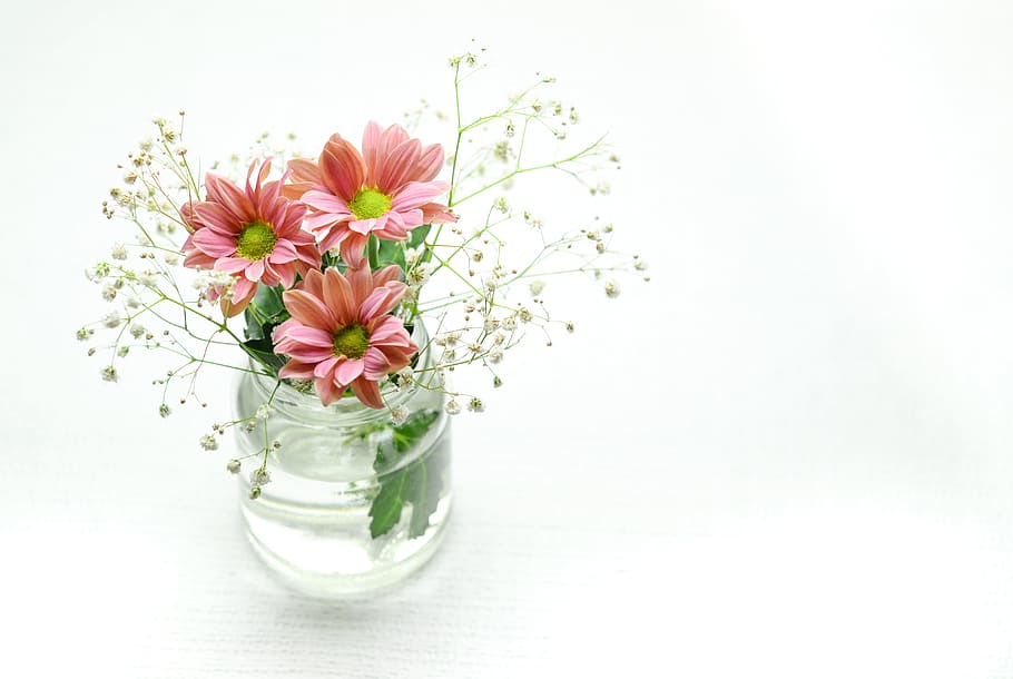 pink, daisy flowers, baby, breath flowers, clear, glass vase, flowers, bowl, vase, blossom