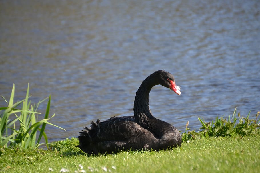 cisne, cisne de luto, cisne negro, pássaro, águas, aves, água, pena, lago, preto